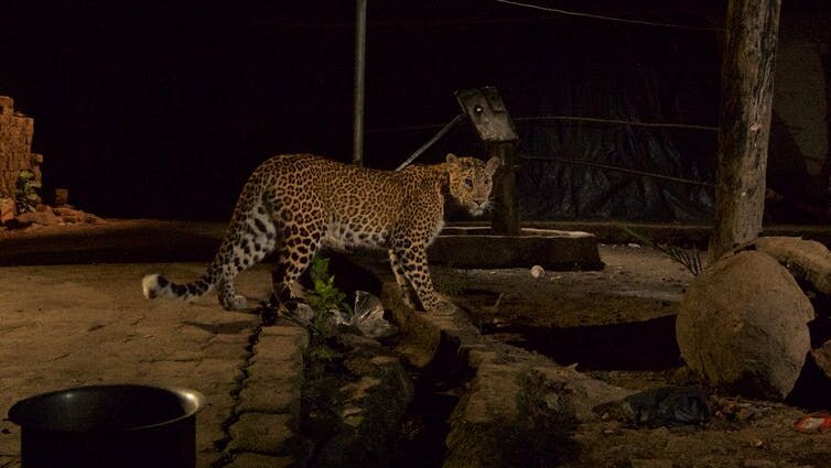 Leopard prowls Mumbai