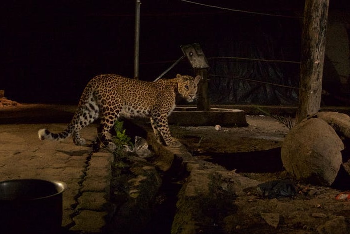 Leopard prowls Mumbai