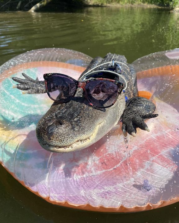 An alligator with sunglasses on its head. 