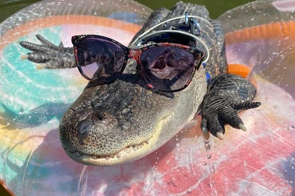 An alligator with sunglasses on its head. 