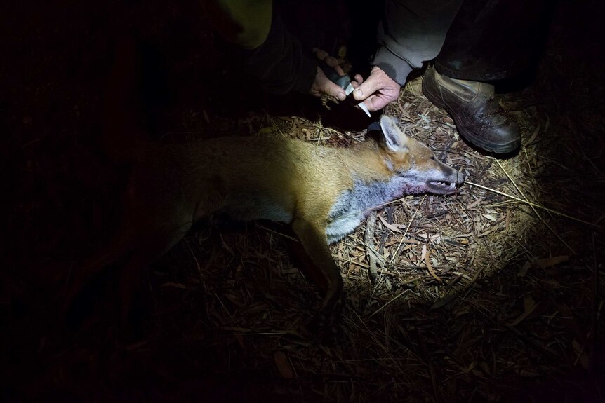 From dusk to dawn: A night in the life of a roo shooter - ABC News