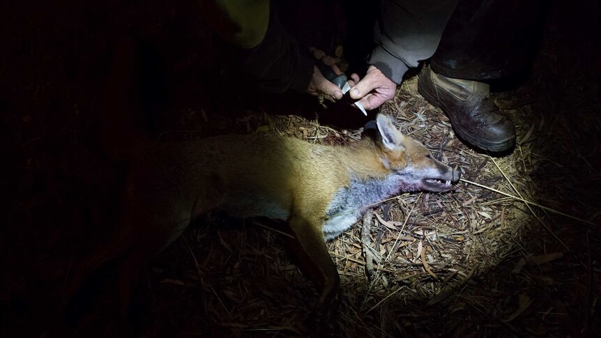 A dead fox, a bloody boot and hands holding a blade are caught in the circle of a headlamp.