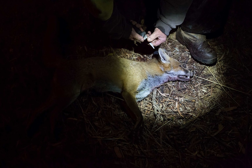 A dead fox, a bloody boot and hands holding a blade are caught in the circle of a headlamp.
