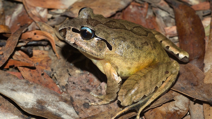Brown frog with a black stripe going through its eye on a floor of leaves