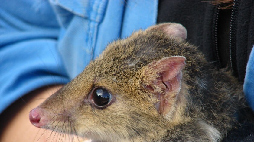 Head shot of an eastern quoll which is now endangered in Tasmania