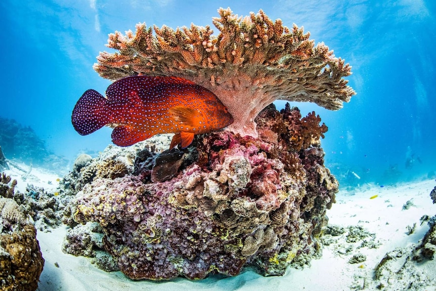 Coral in the waters off Lady Elliot Island.