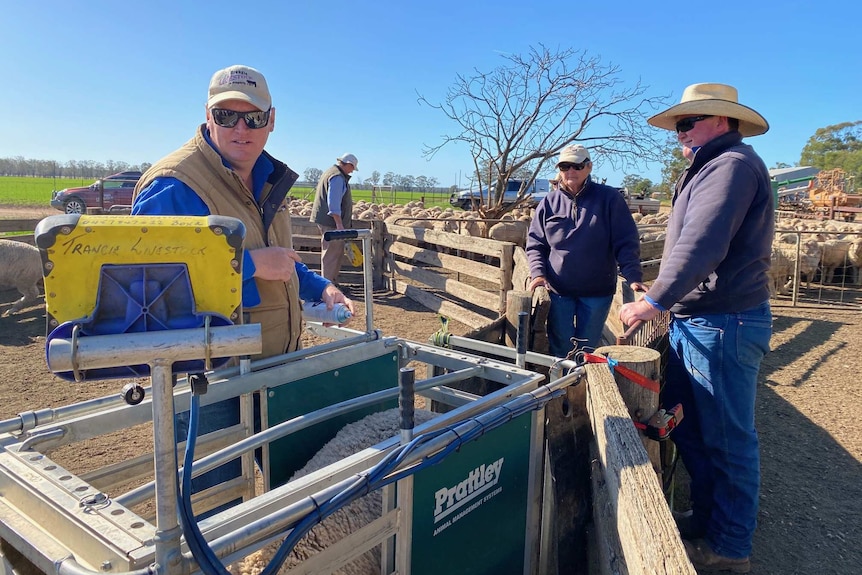 Farmers weigh sheep in a paddock