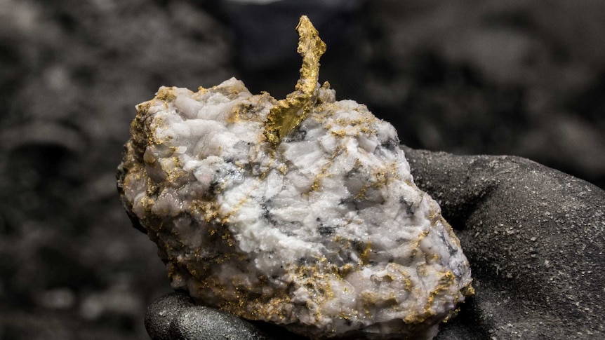 A mine worker holds a rare gold specimen from an underground gold mine.