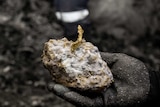 在贝塔亨特金矿（Beta Hunt gold mine）发现的稀有黄金。