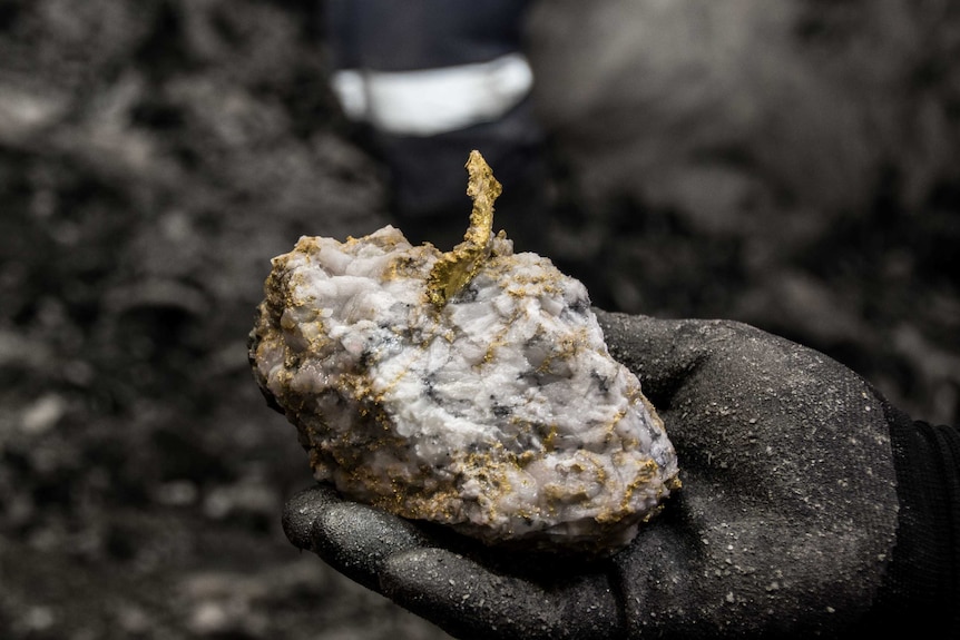 A mine worker holds a rare gold specimen from an underground gold mine.
