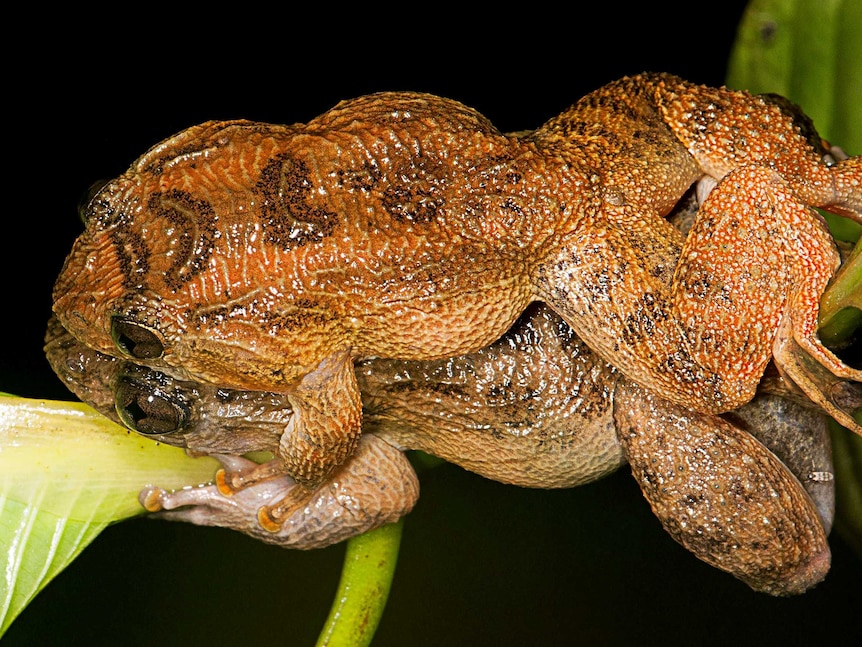 Two frogs, one lying on the other.