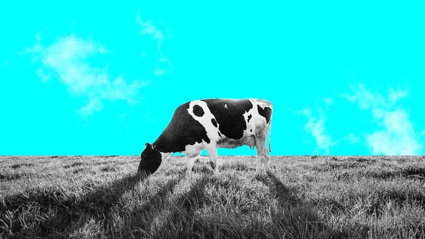 Blue background with black and white photo of dairy cow eating grass.