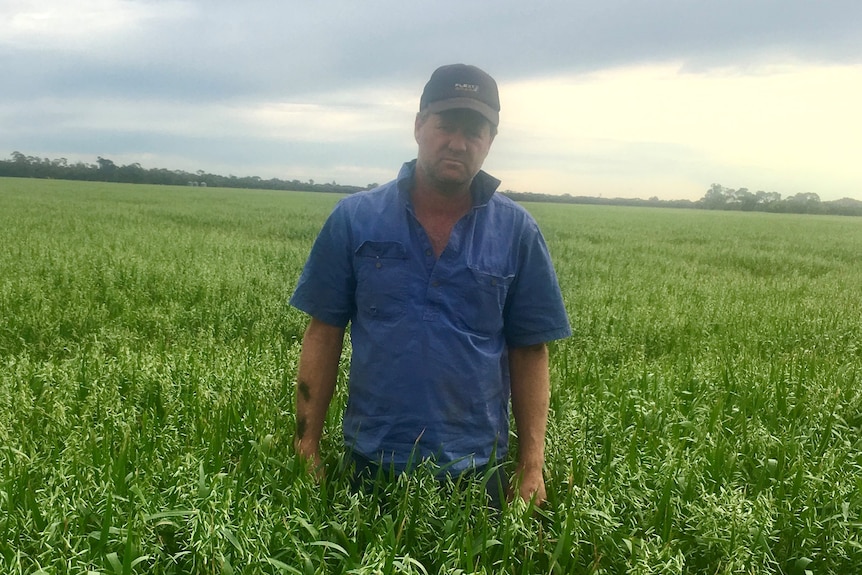 Man in blue shirt stands in green paddock.