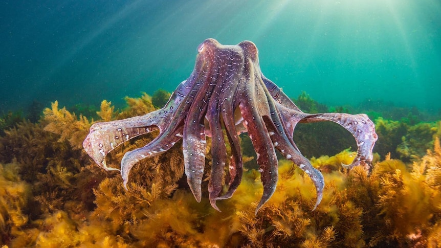 cuttlefish floating above a bed of seagrass.