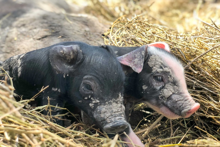 a black piglet and a black and pink piglet nestled in hay