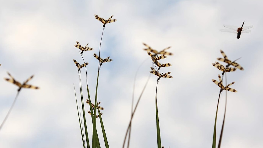 A group of several dragonflies clinging to the tips of palm leaves in close-up.