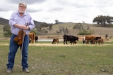 Farmer Allan Walsh standing in paddock holding violin, cows in background