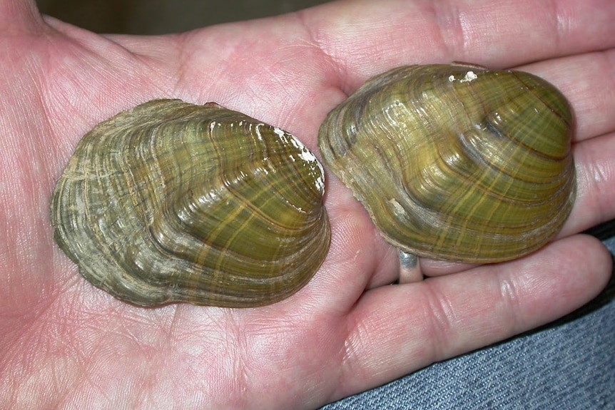 A hand is seen holding to shells from the tubercled-blossom pearly mussel.