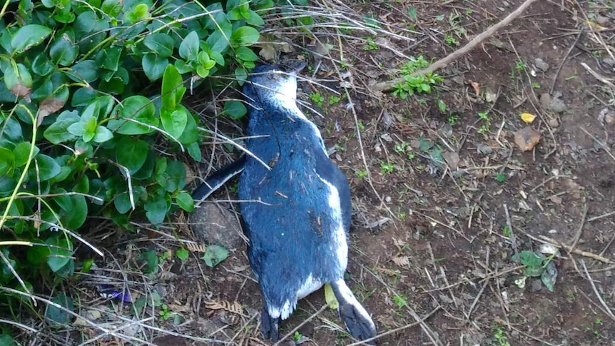 Dead penguin at Stanley in bush