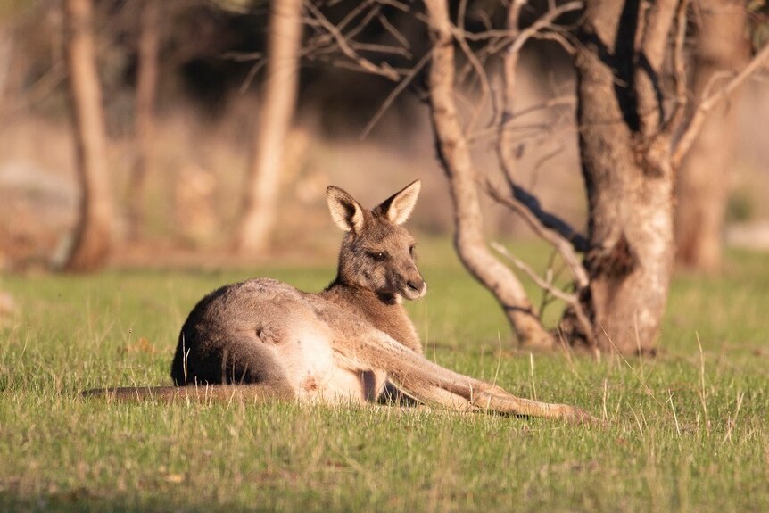 A kangaroo lying on the grass in the sun.