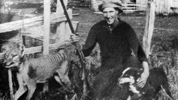 Tasmanian farmer Wilfred Batty poses with a thylacine shot at his property in 1930.