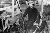Tasmanian farmer Wilfred Batty poses with a thylacine shot at his property in 1930.