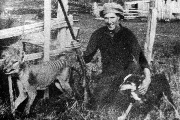 Tasmanian farmer Wilfred Batty poses with a thylacine shot at his property in 1930.