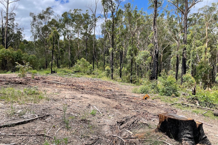 a bare clearing in the middle of a forest