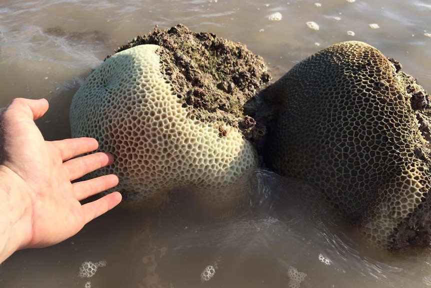 An example of coral bleaching at Broome's Reddell Beach in 2016.