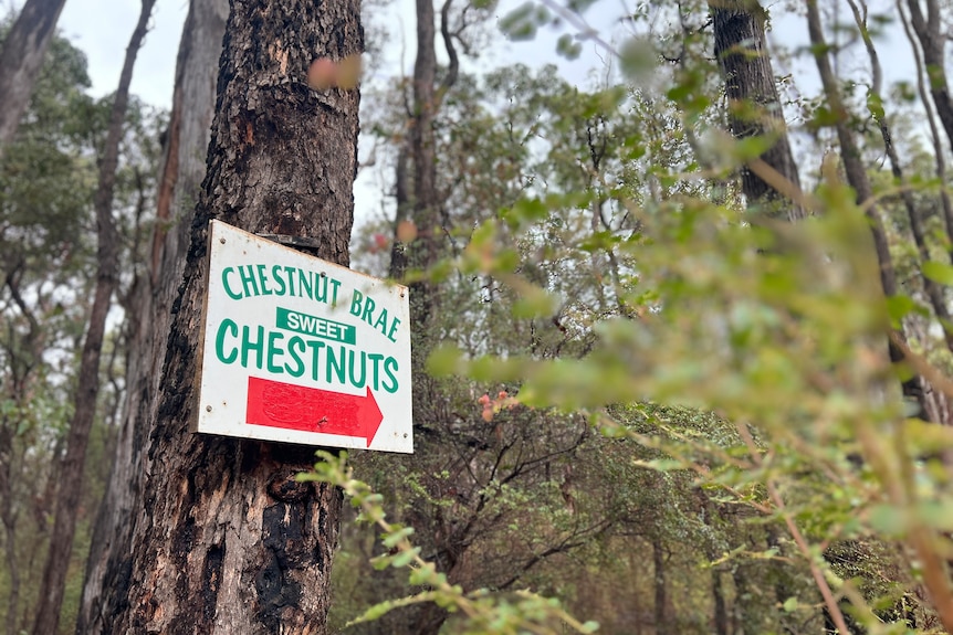 CHESTNUT SIGN IN FOREST