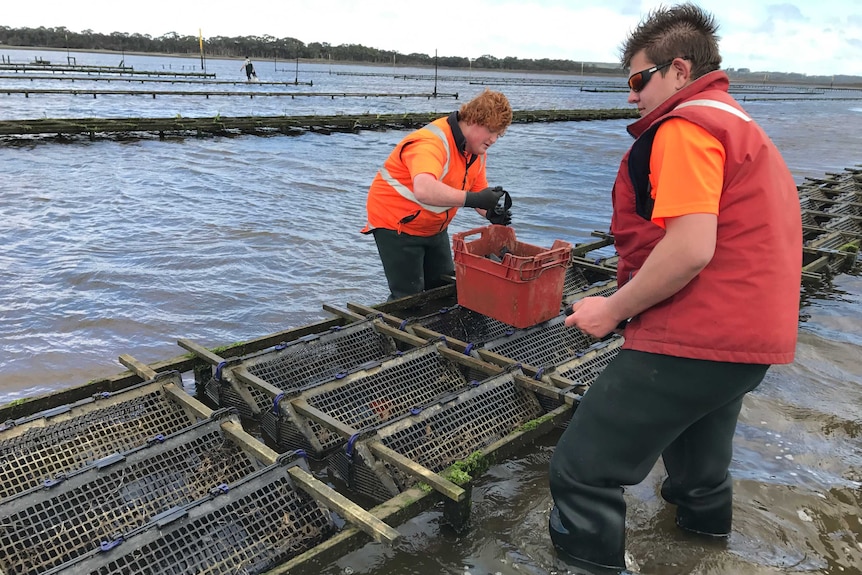 Farm hand Austinn Bakes (left) and student Cohen Wells secure baskets to the oyster farm racks