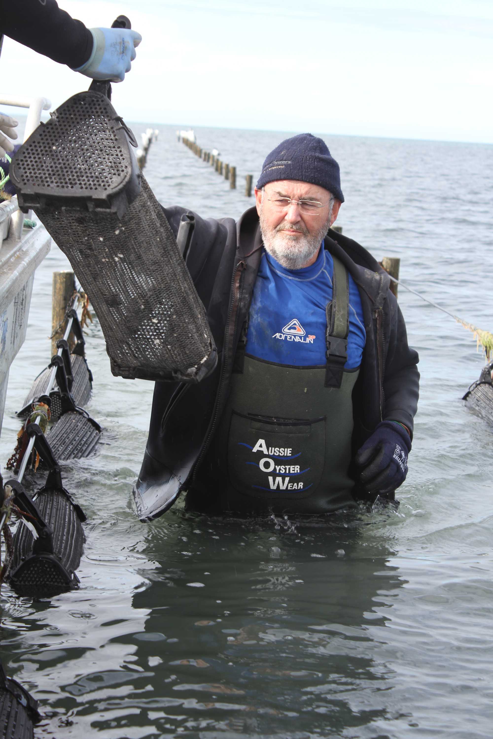 Oyster spat shortage in South Australia continues to threaten farmers