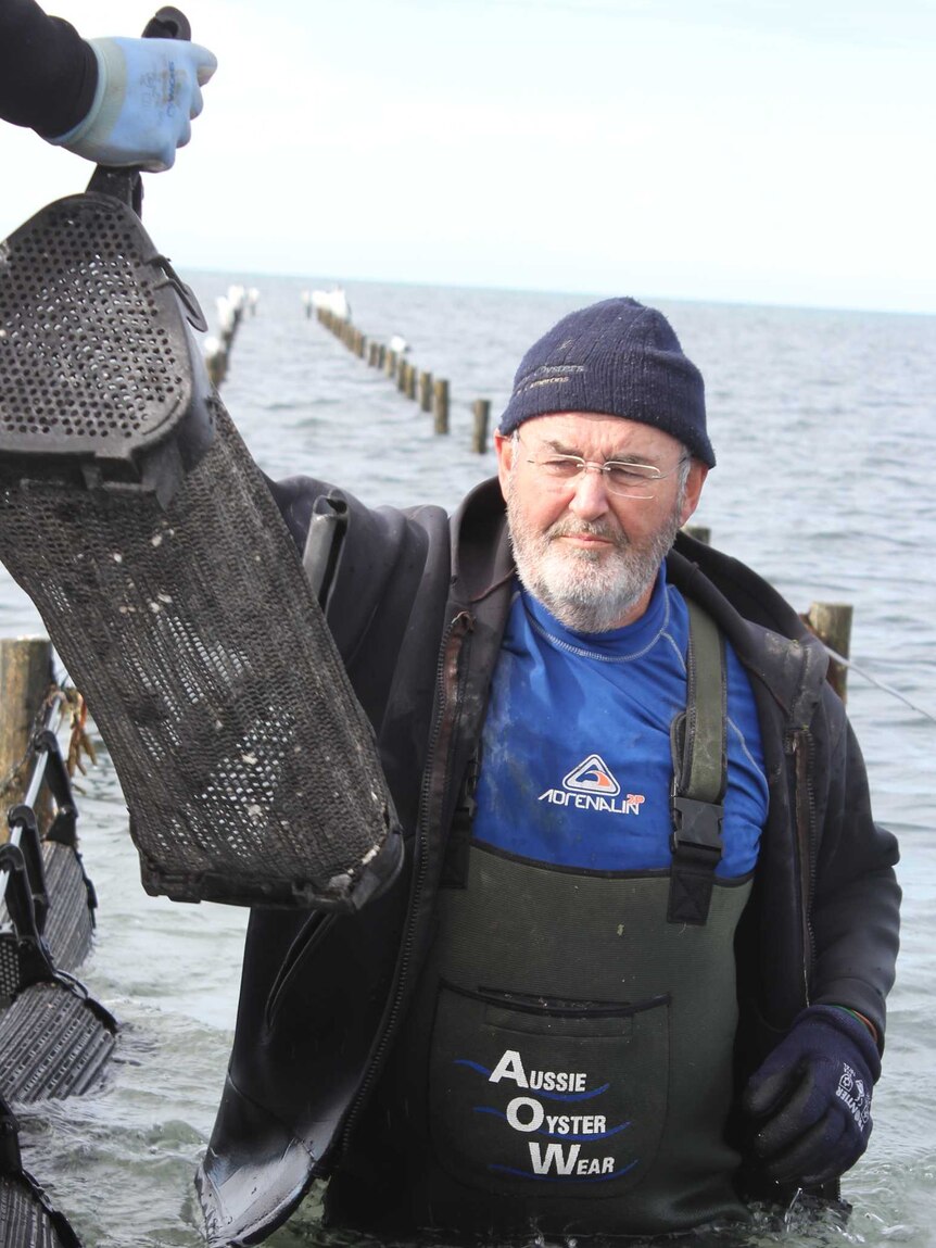 Oyster grower waist deep in sea water gets a basket of oyster spat from his boat.