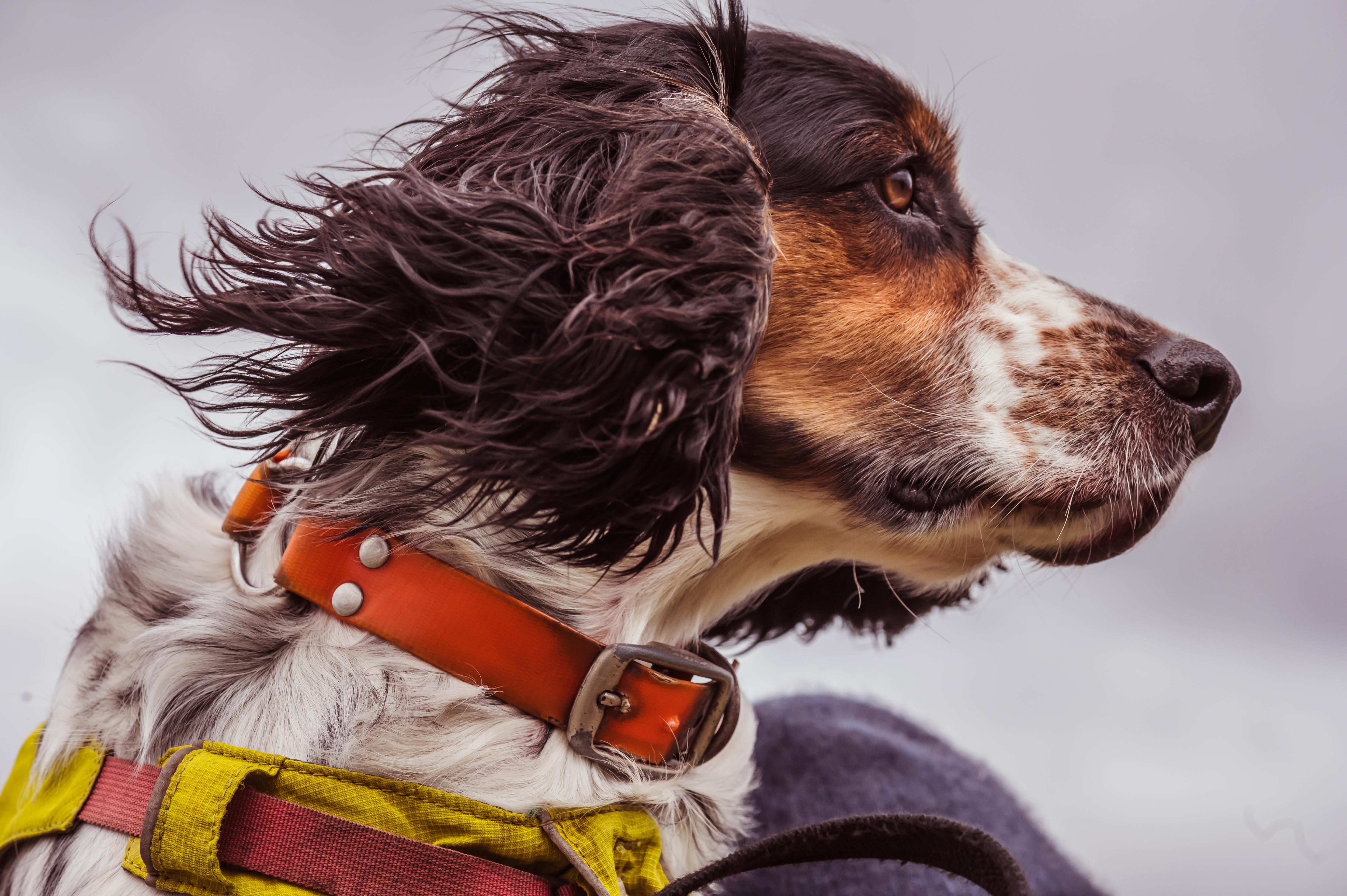 A close-up side profile of Miki the dog, a cocker spaniel.