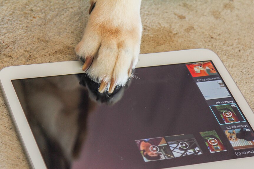 A guide dog taps the screen of a smart tablet.