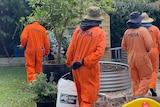 A group of people in orange bodysuits on the hunt for fruit fly.