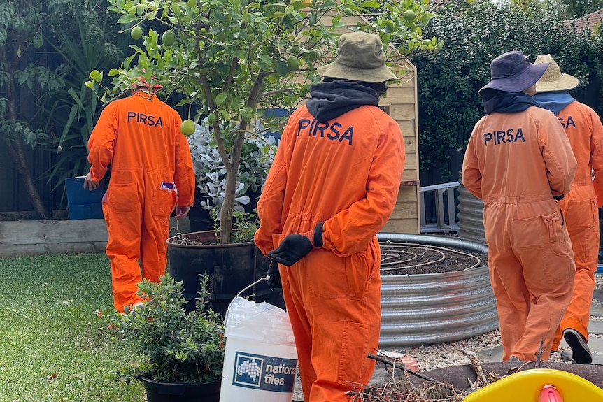 A group of people in orange bodysuits on the hunt for fruit fly.