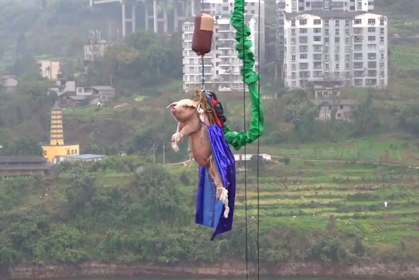 A pig in bungee jumping gear is shown dangling off a tower.