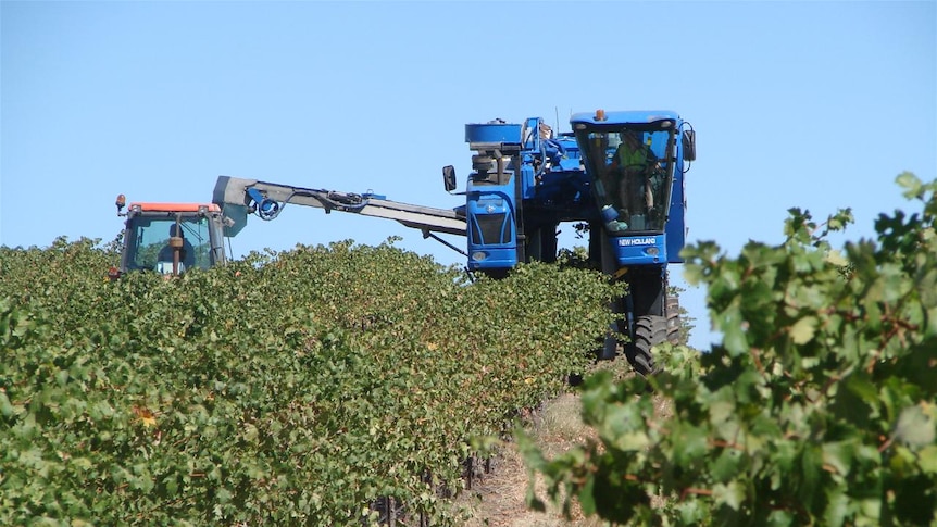 Machinery makes its way down a vineyard
