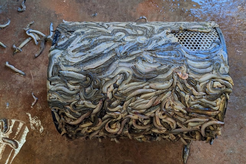 A water filter caked with the bodies of fish
