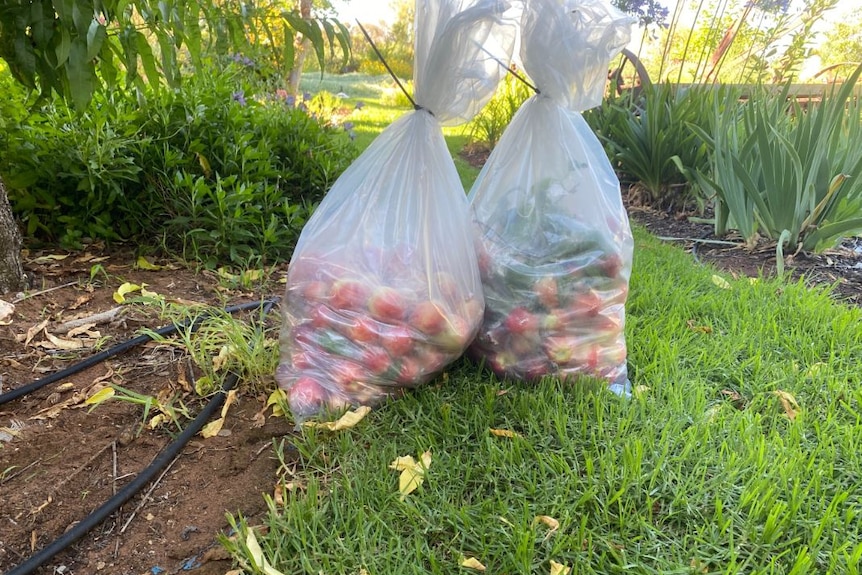 Two clear plastic bags of apricots in a backyard ready to be destroyed.