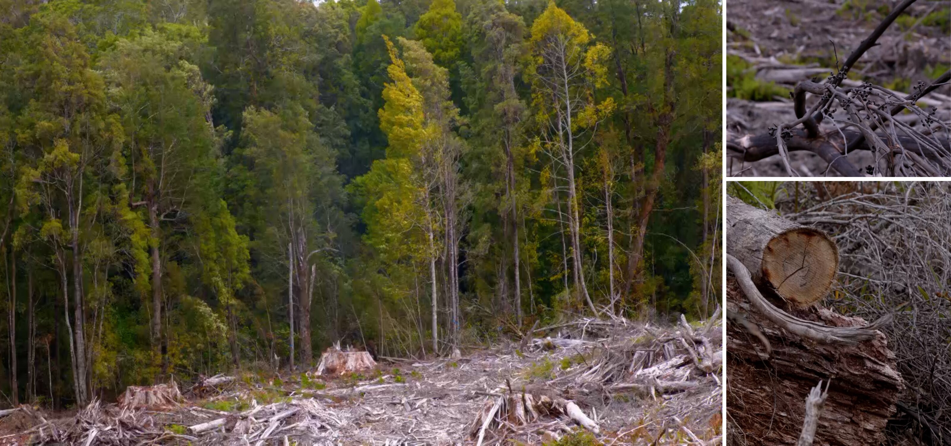 Foreground with shredded tree trunks and broken branches contrasts lush, thriving forest in background