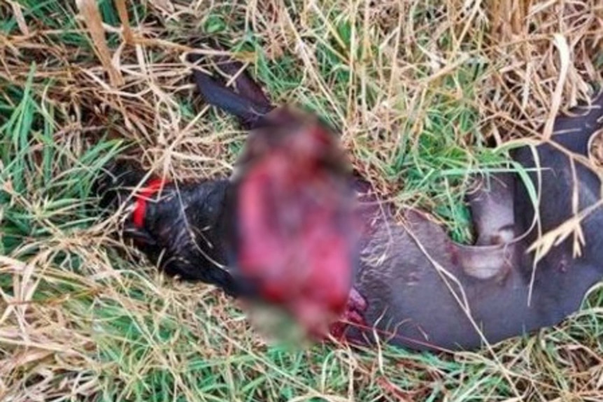 A photo of a greyhound lying in grass. Part of its torso is bloody.