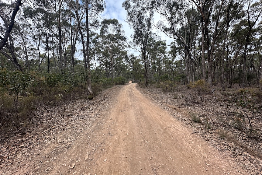An unsealed road running through the bush.