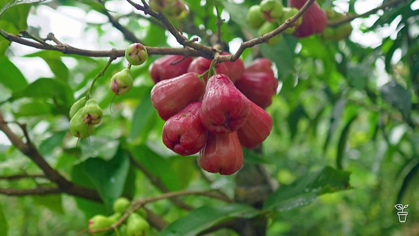 Cluster of red tropical fruit growing on a tree.