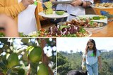 A composite image of three photos of avocadoes, people putting food on their plates and a farmer looking into a box