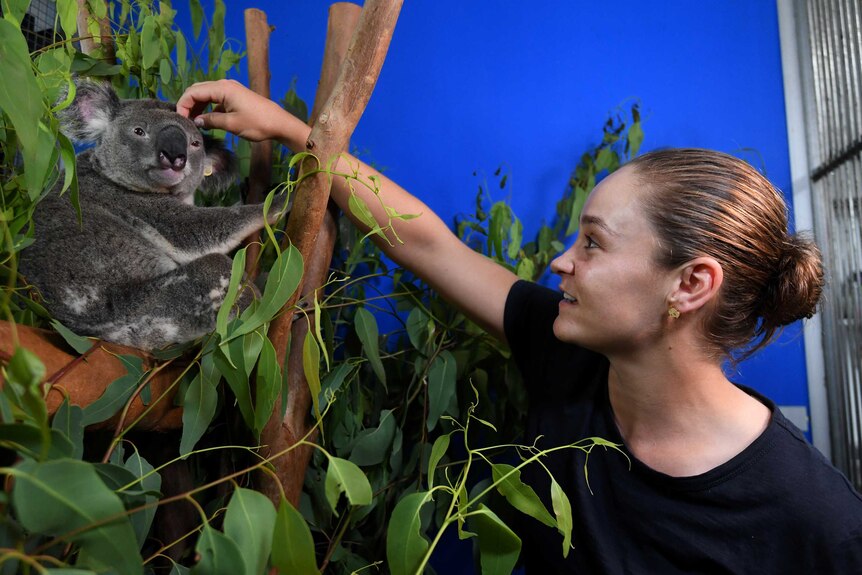 Ash Barty scratches a koala on its head as it perches in a tree at an animal shelter