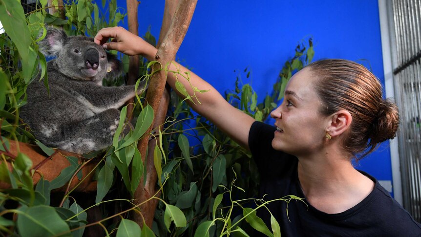 Ash Barty scratches a koala on its head as it perches in a tree at an animal shelter