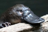 Meet the Tasmanian platypus whisperer