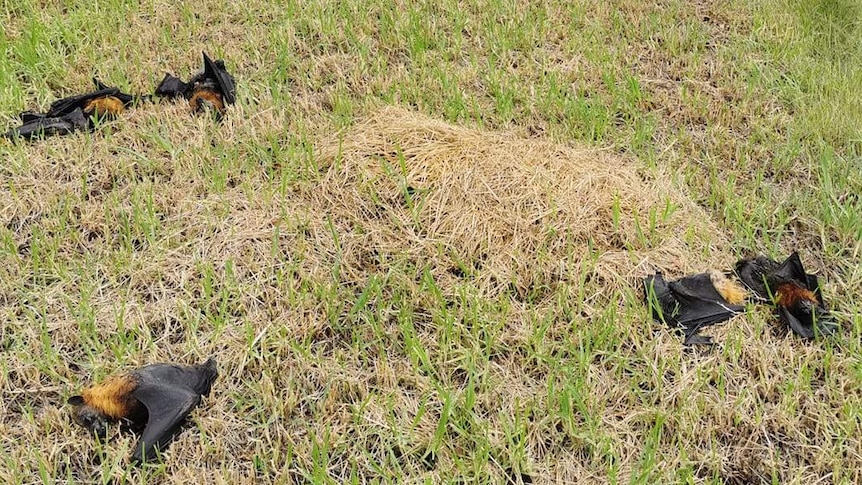 Five bats lay dead on the side of a road in the grass